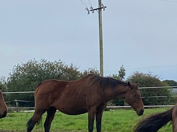 Two brood mares for sale - Main image