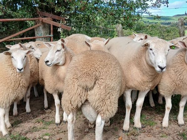 Ram lambs - Main image
