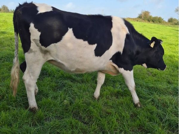 Friesian x Incalf  heifers - Main image