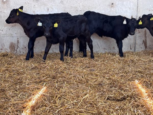 5 SMASHING ANGUS HEIFER CALVES FOR SALE - Main image