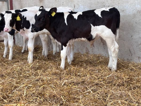4 strong Freisan bull calves for sale - Main image