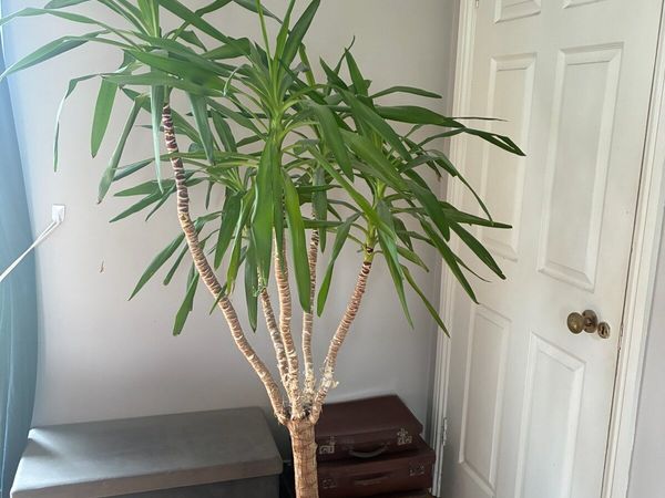Yucca Plant - Main image