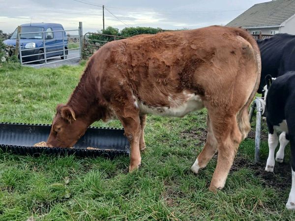 Outstanding Roan Limousin Heifer - Main image