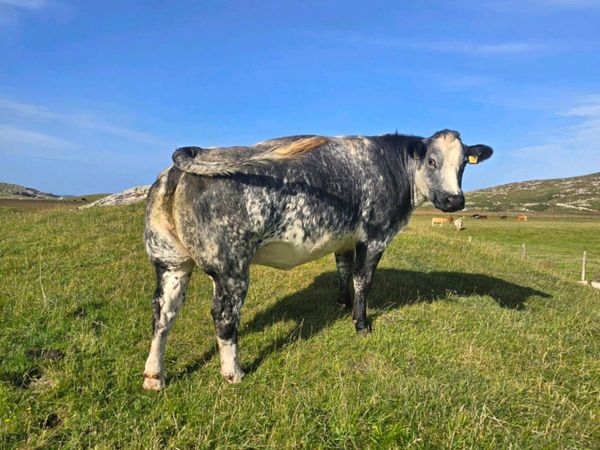 BBX 2nd Calving Springer - Main image