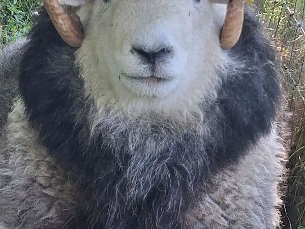 Herdwick Ram - Main image