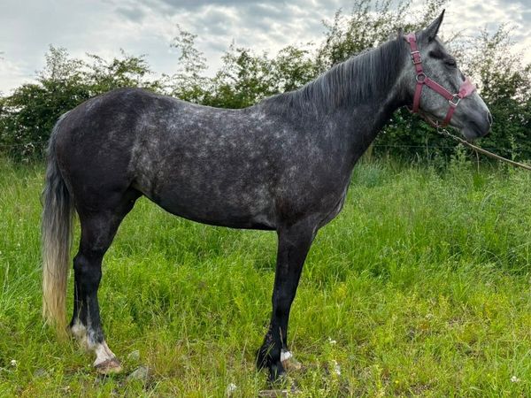 Pony - Main image
