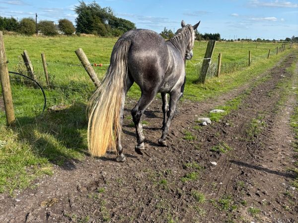 Connemara pony - Main image