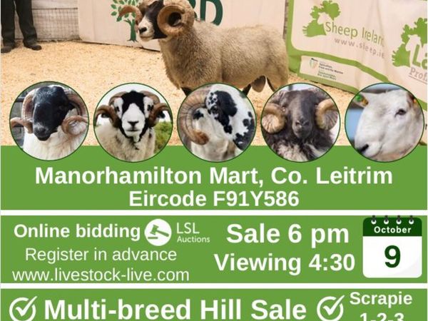 Multibreed Hill Ram Sale - Main image