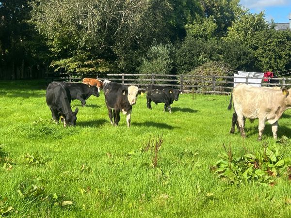 BULL WEANLINGS - Main image