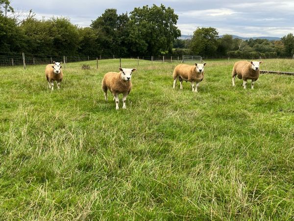 Texel Ram lambs - Main image