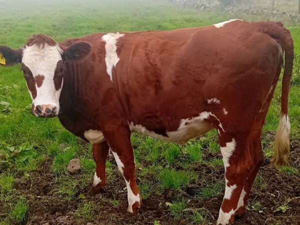 In calf heifers - Main image