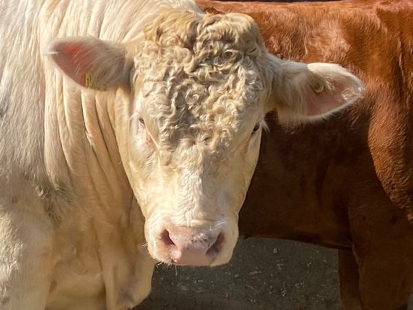 Charolais bull - Main image