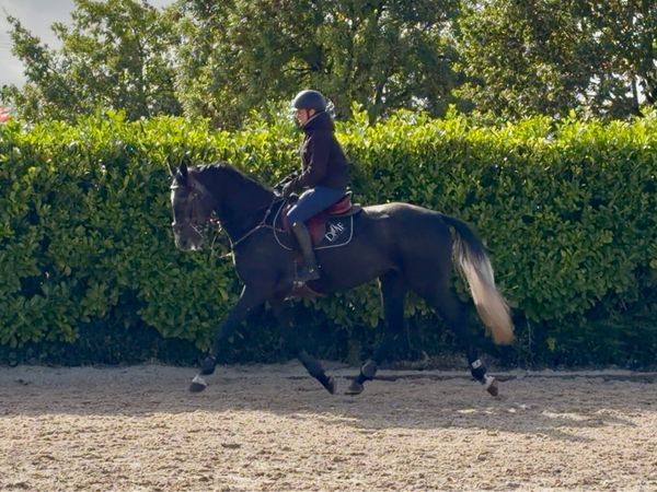 16hh 4yrs gelding - Main image