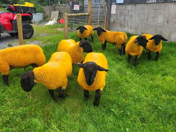 PEDIGREE RAMLAMBS - Main image