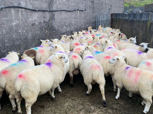 Ram lambs - Main image