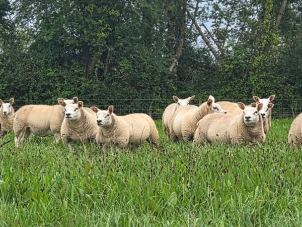 Sheep - Main image