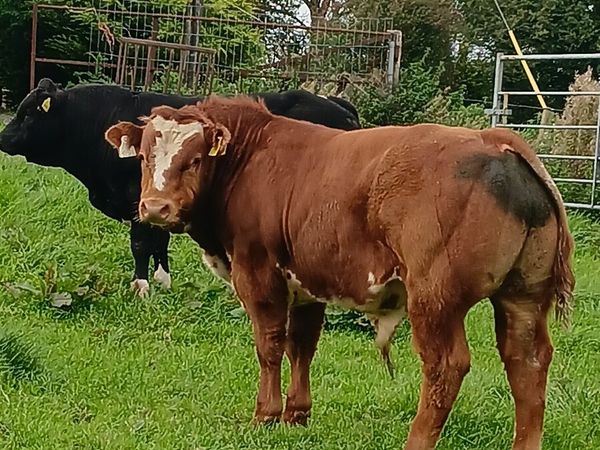 Loughrea 25th BB bulls - Main image