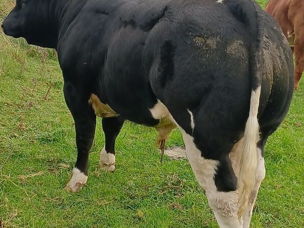 ♦️Hybrid BB loughrea 25th♦️ - Main image