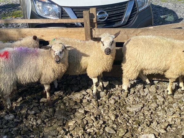 Valais/texel ewe lambs - Main image