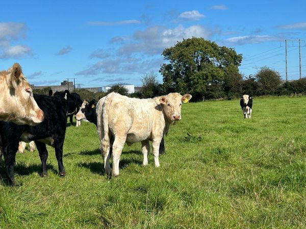 PBR Charolais heifer weanling - Main image