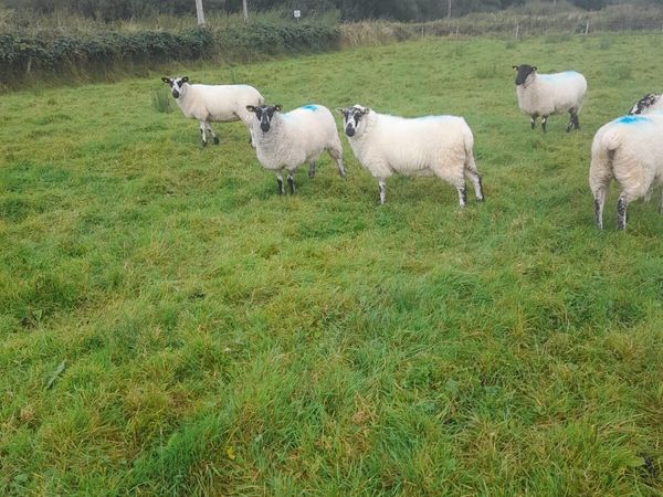 Hiltex Hoggets for sale - Main image