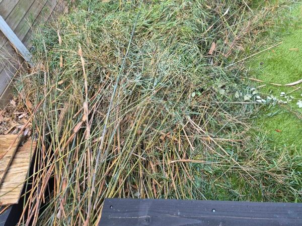 Cut Bamboo - Main image