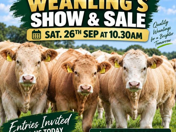 Weanling's Show & Sale  - Tullow Mart - Main image
