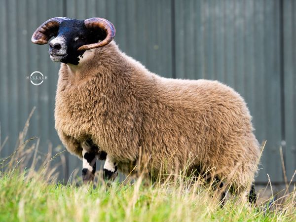 Lanark Rams - Main image