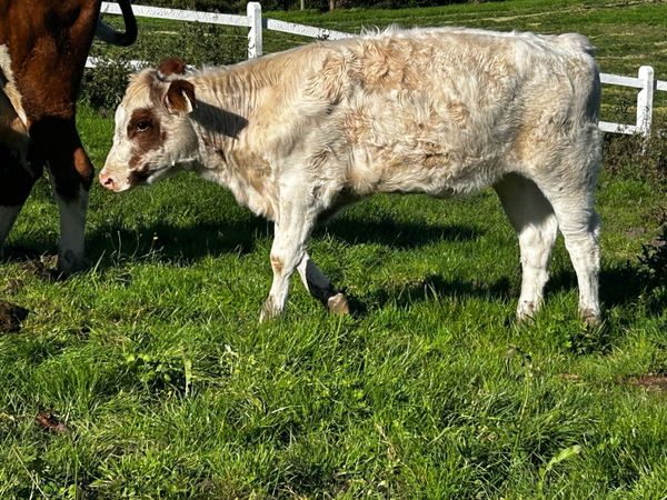 Roan Heifer Weanling - Main image