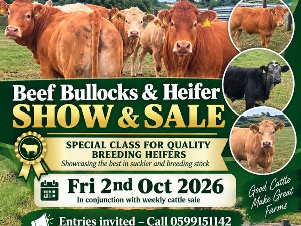 Beef Bullocks & Heifer Show & Sale - Tullow Mart - Main image