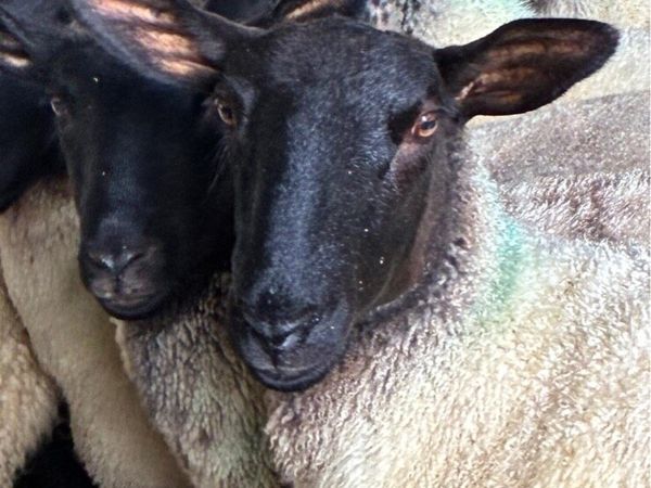 Suffolk mule ewes - Main image