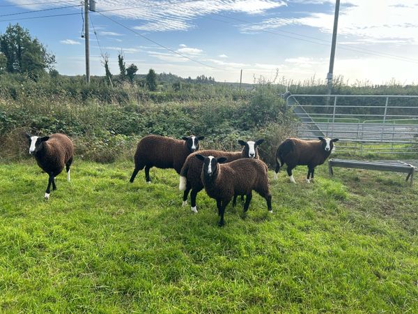 Zwartbles sheep - Main image