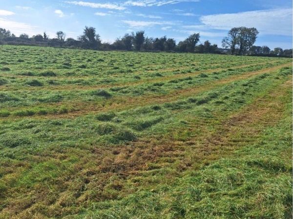 meadow ready for cutting - Main image