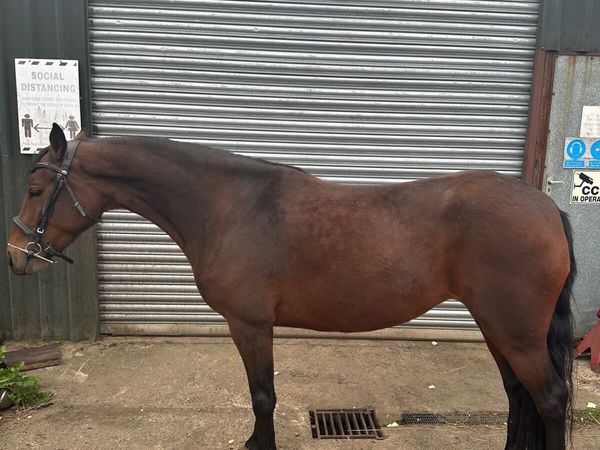 ~ Exceptional 138cm 5yo registered Class 1 Connie - Main image