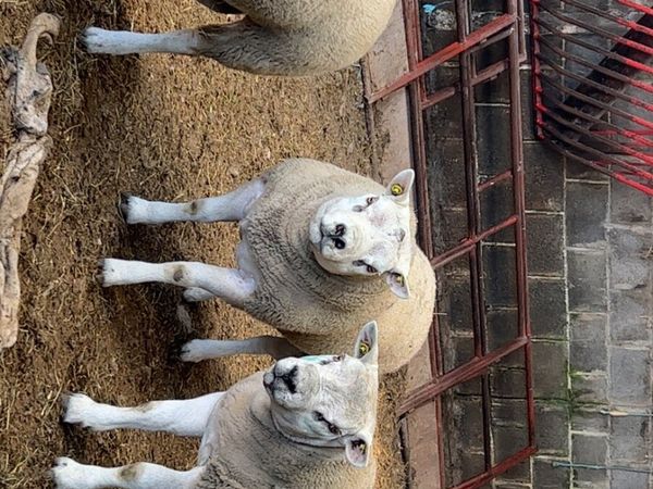 Texel rams - Main image