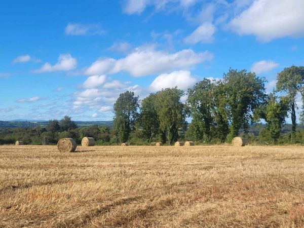 Barley & Spring Wheaten Straw - Main image