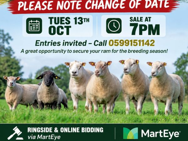 Muli Breed Ram Sale – Tues 13th Oct - Tullow Mart - Main image