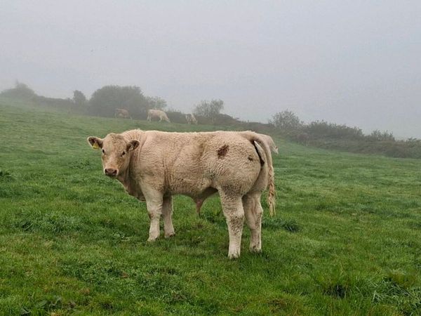 Weanling bulls and heifers gortatlea mart - Main image