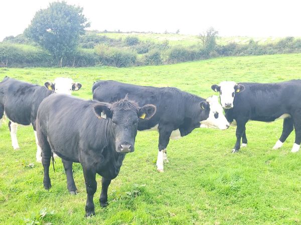 9 Heifers  hex and bbx - Main image
