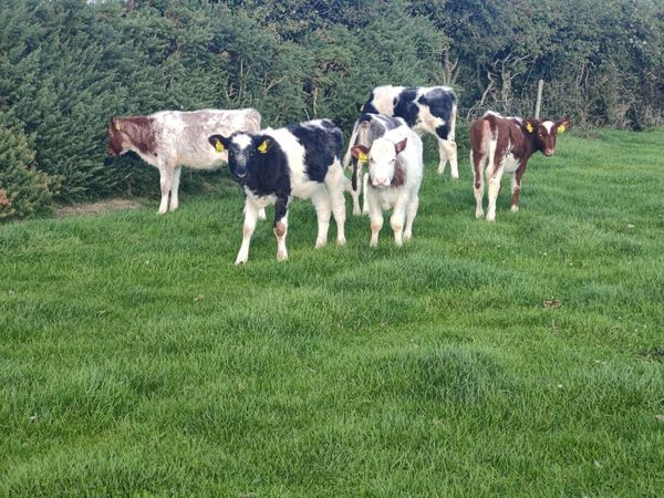 Batch shorthorn calves - Main image