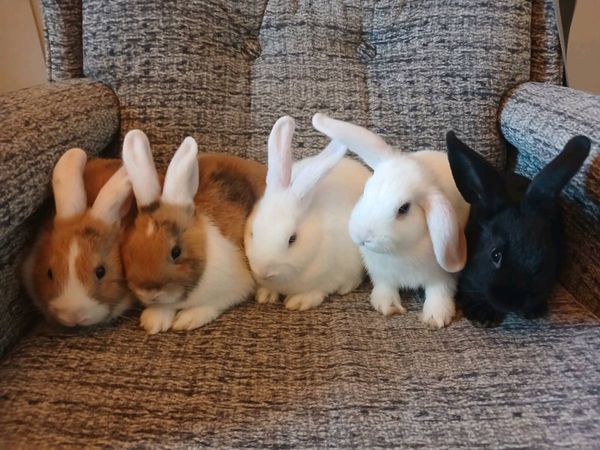 Baby Rabbits For Sale - Main image