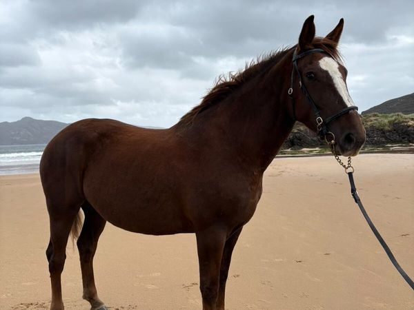 Irish Draught Mare - Main image