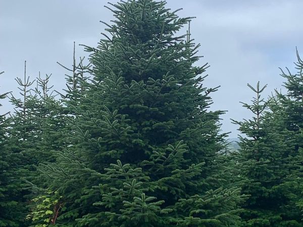 20 foot Christmas trees - Main image