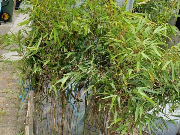 Bamboos plants for privacy fence. Delivery availab - Main image