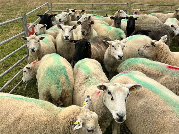 Breeding ewes& store lambs - Main image