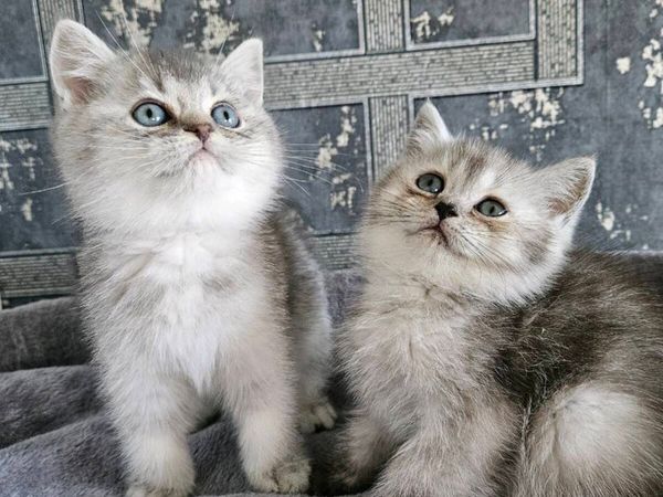 Scottish fold and straight kittens - Main image