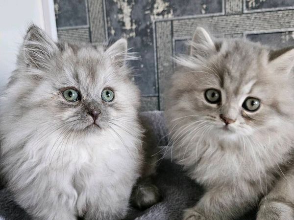 Scottish fold and straight kittens - Main image
