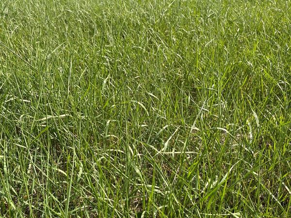 Grass for Sale in Offaly - Main image