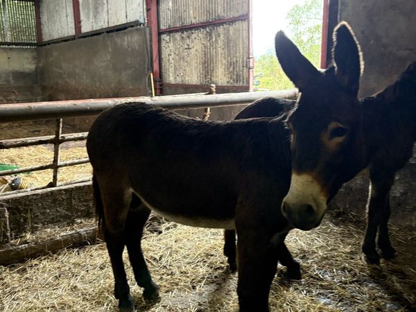 Donkeys - Main image