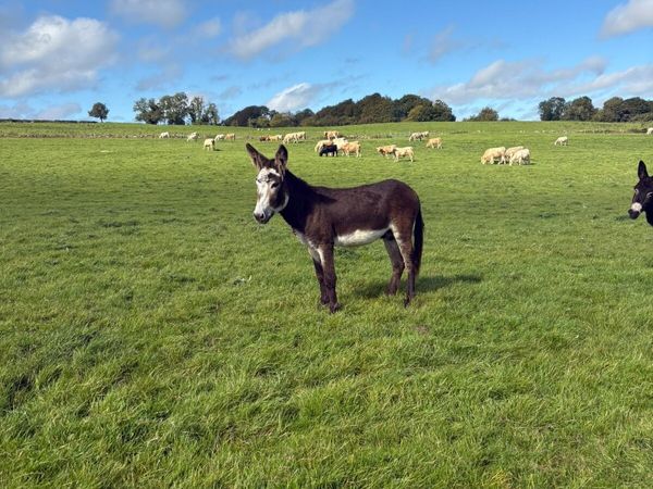 Donkeys - Main image